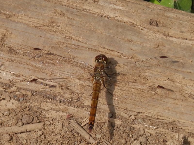 まだあまり赤くなっていないアキアカネ
