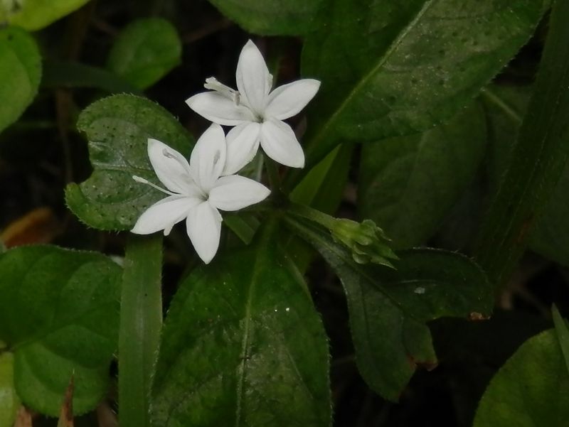 シロバナイナモリソウ