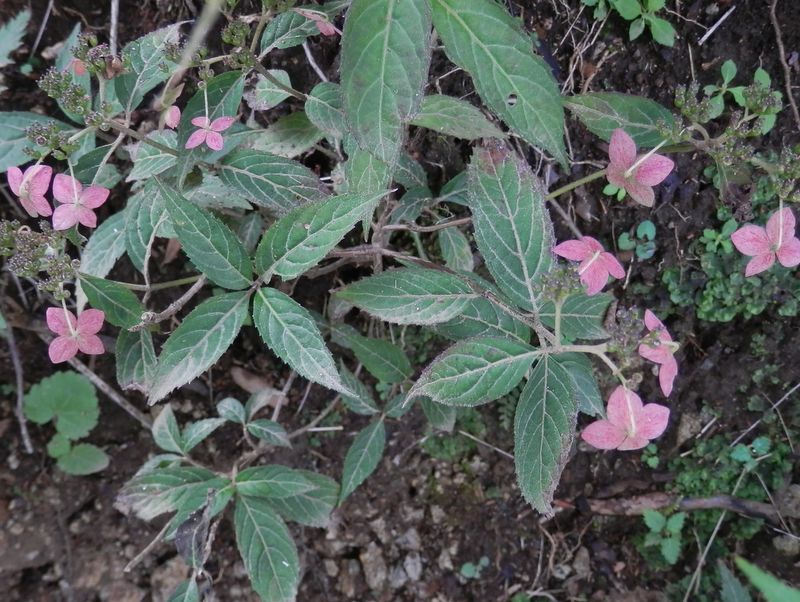 種をつけたヤマアジサイ