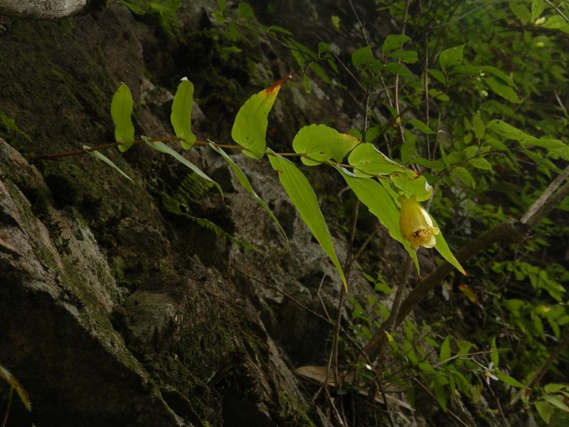 サガミジョウロウホトトギス(1)