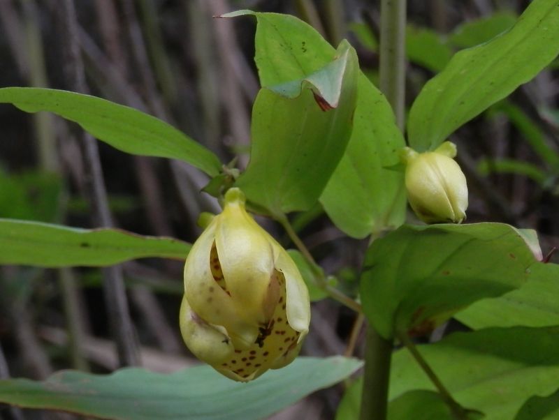 サガミジョウロウホトトギス(2)