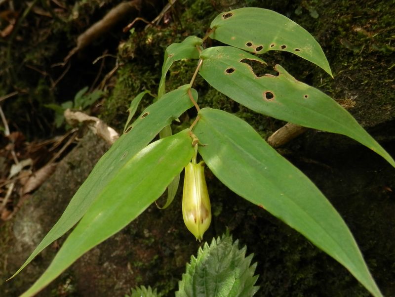 サガミジョウロウホトトギス(3)