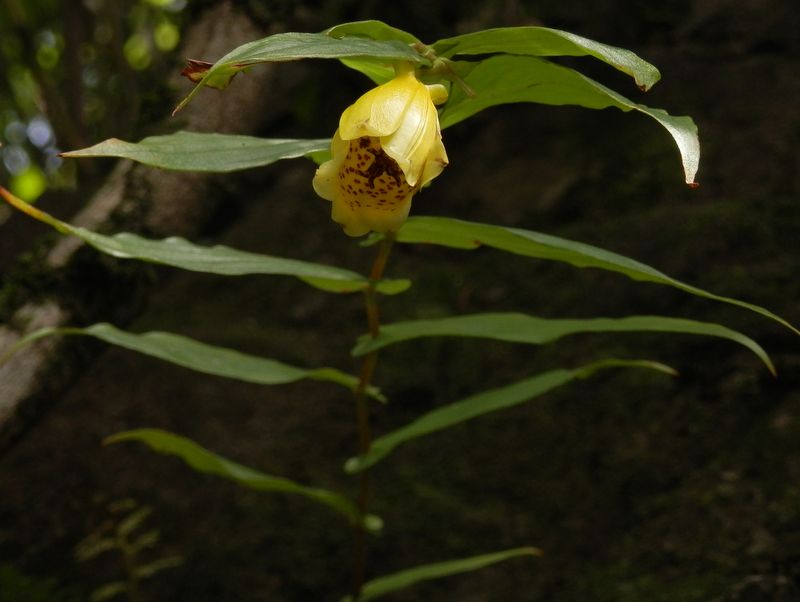 サガミジョウロウホトトギス(4)