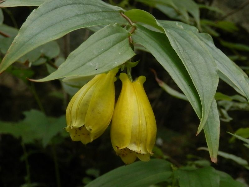 サガミジョウロウホトトギス(5)