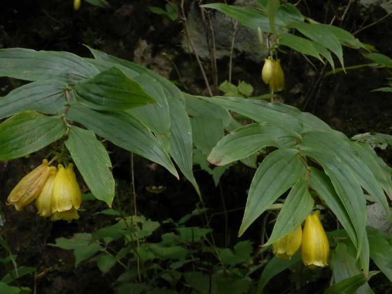 サガミジョウロウホトトギス(6)