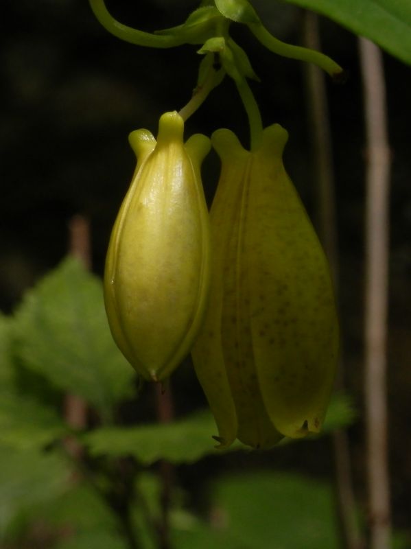 サガミジョウロウホトトギス(8)