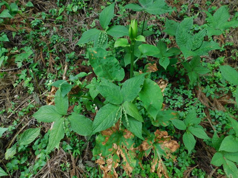 葉が枯れ始めたウバユリ