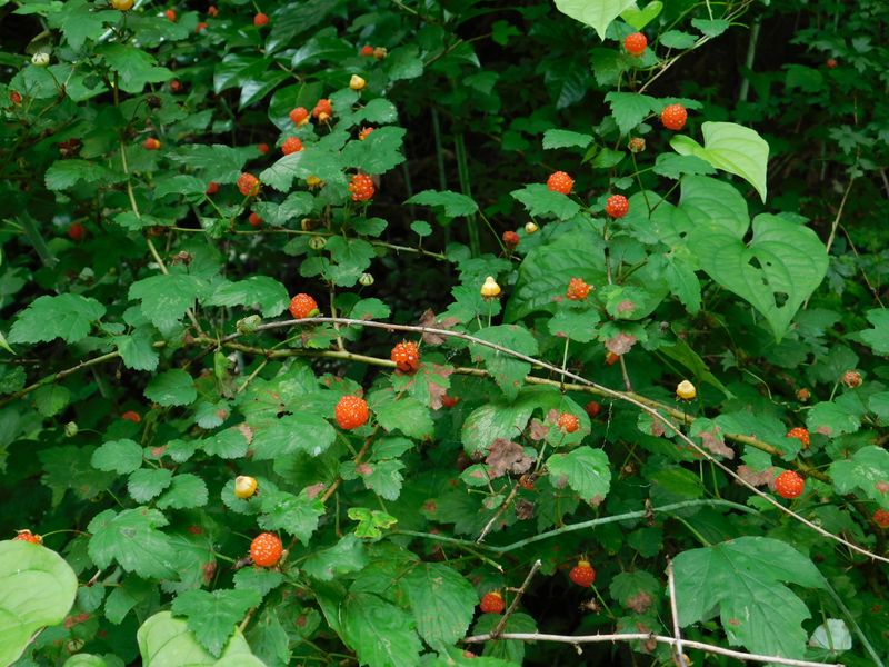 不味かったニガイチゴ