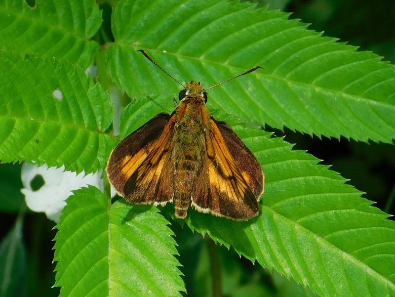 ヒメキマダラセセリ