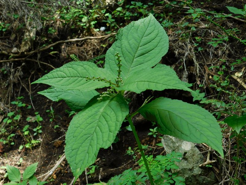 フタリシズカの結実