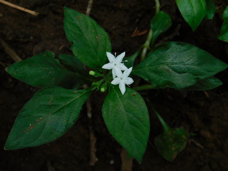 シロバナイナモリソウ