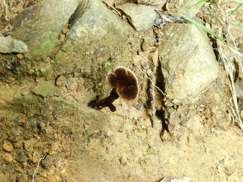 枝（？）のあるキノコ