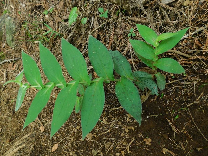 ヤマホトトギスかヤマジノホトトギス