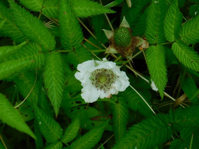 バライチゴの花