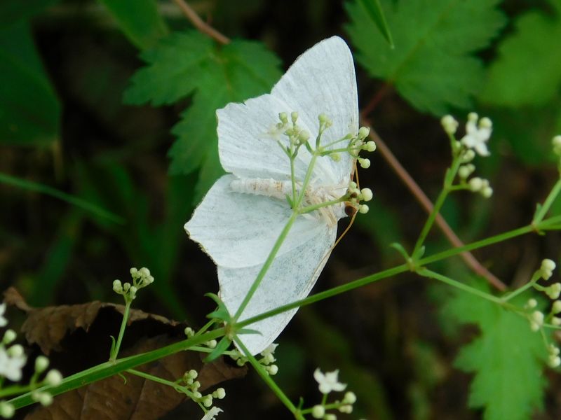 コガタツバメエダシャク？