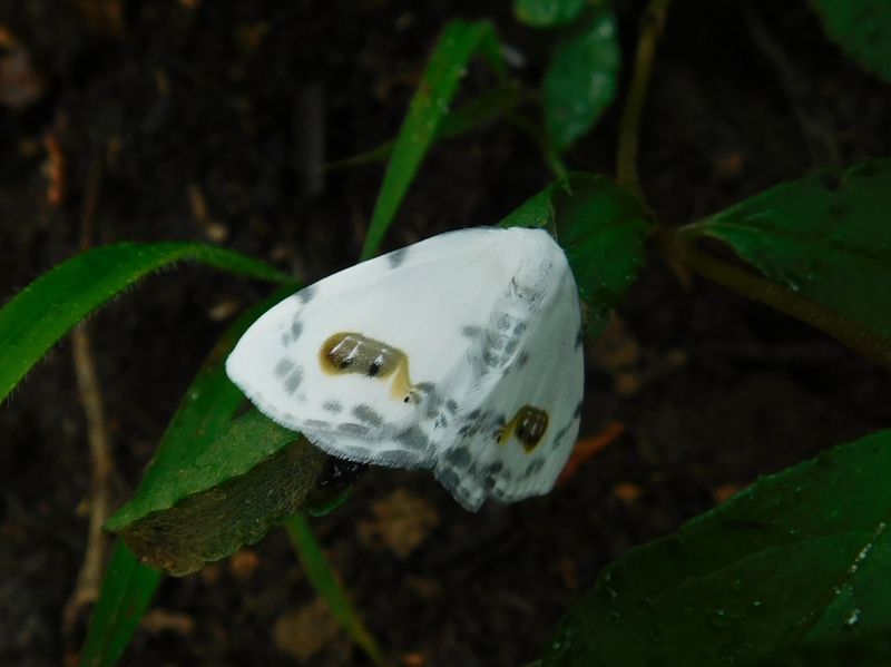 ヒトツメカギバ