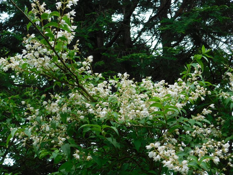花盛りのウツギ