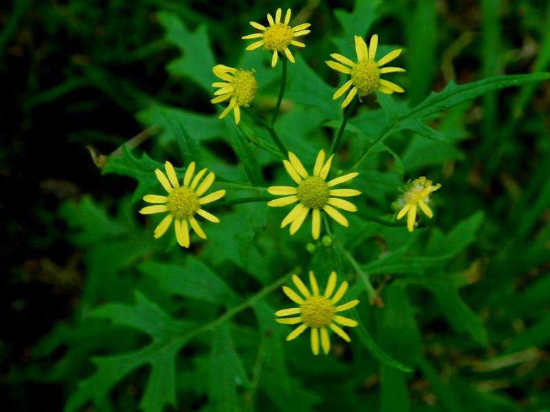 サワギク（ボロギク）