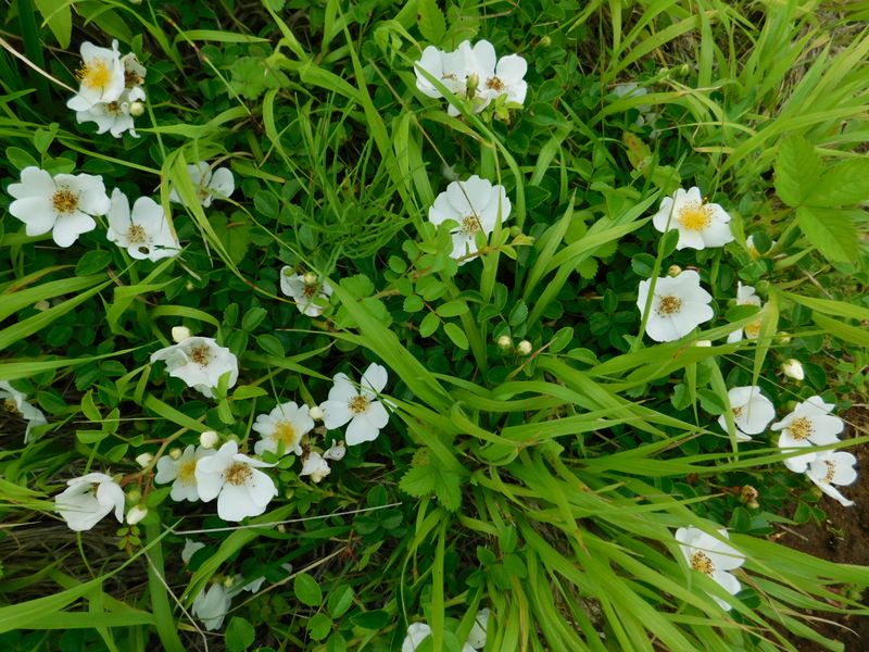 ヤマテリハノイバラ