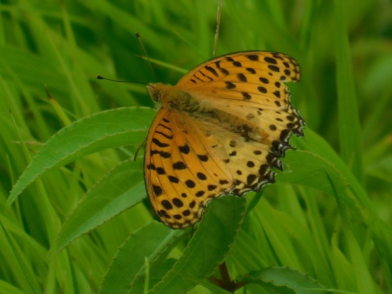 ツマグロヒョウモンの♂