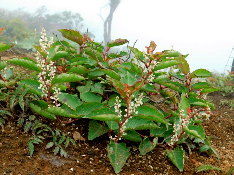 イタドリ（三ノ塔）