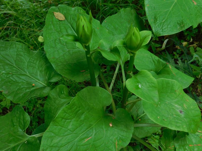 大型のウバユリ。オオウバユリかな？