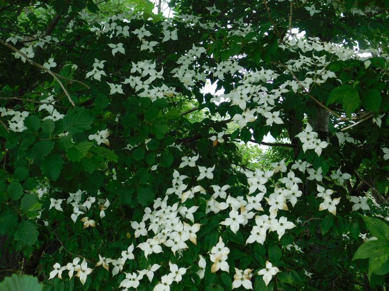 花盛りのヤマボウシ