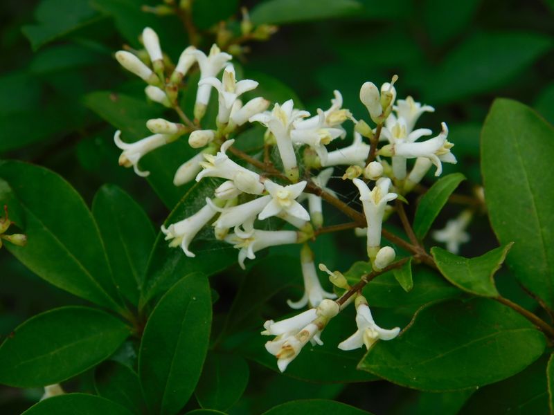 イボタノキとよく似た木