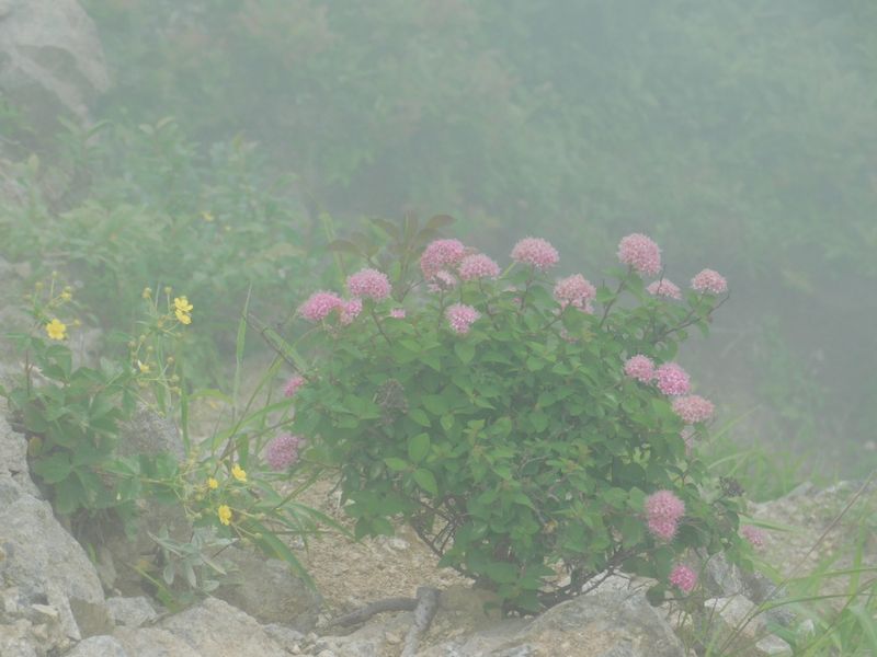 濃霧と雨と風と