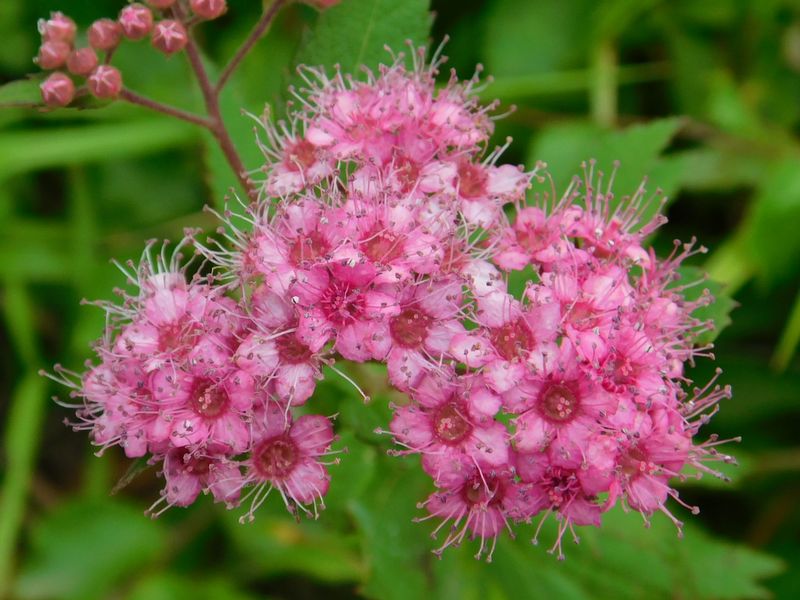 シモツケをクローズアップで