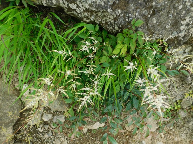 フジアカショウマかな