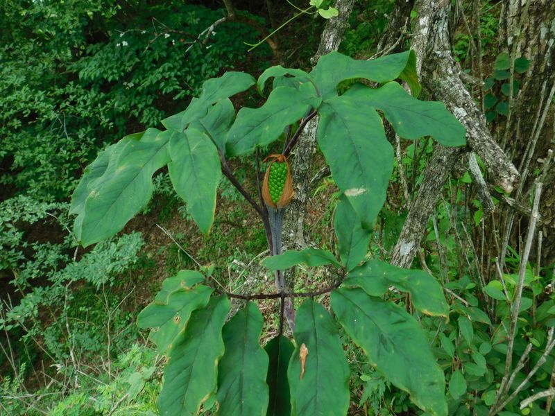 何々テンナンショウの実