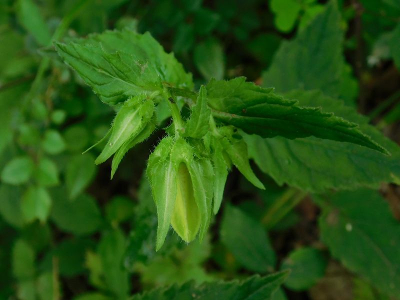 ホタルブクロのつぼみ