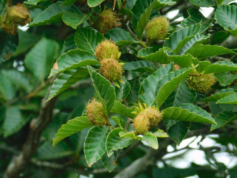 ブナの実