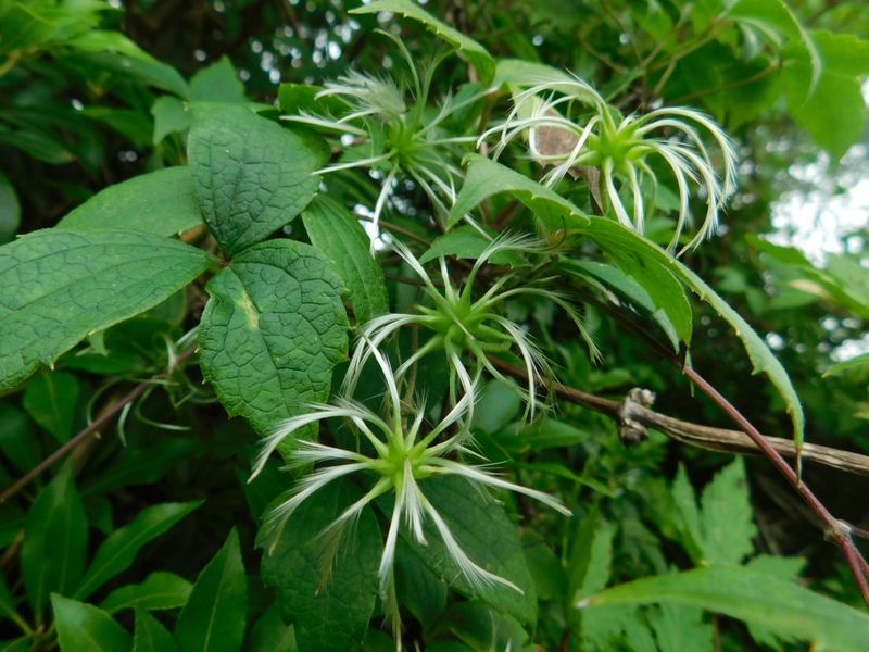 ハンショウヅル