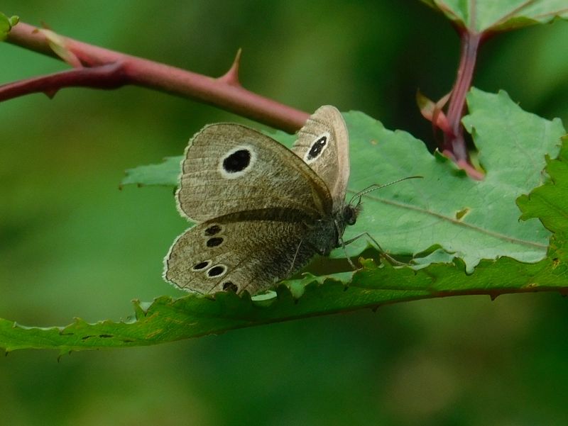 ヒメウラナミジャノメ