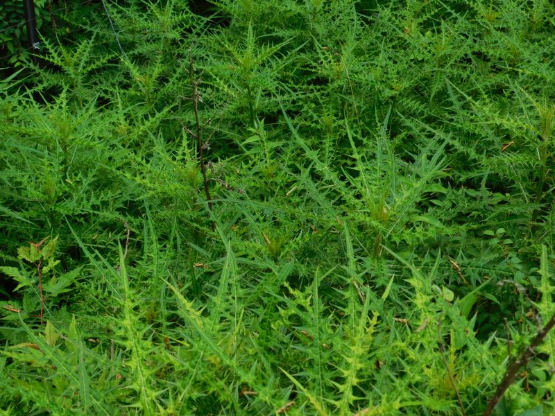 ホソエノアザミかな？