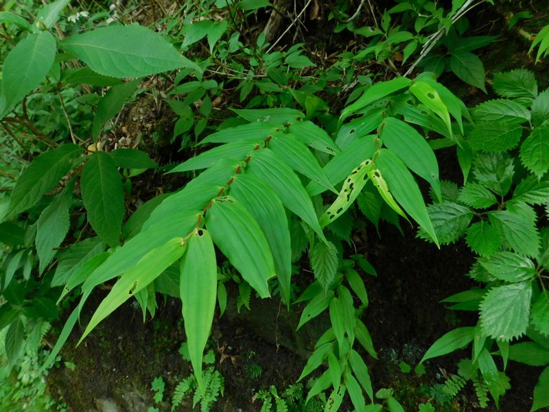 サガミジョウロウホトトギス