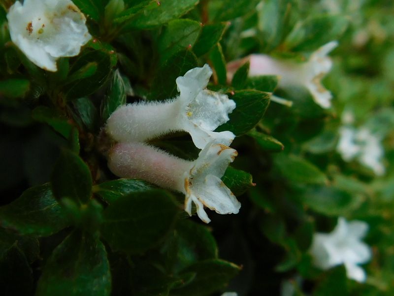 ハコネコメツツジ