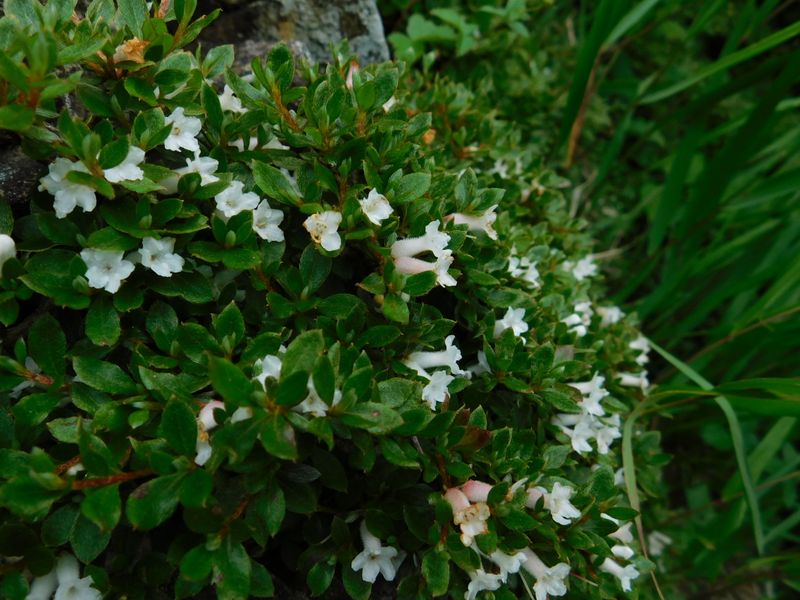 ハコネコメツツジ