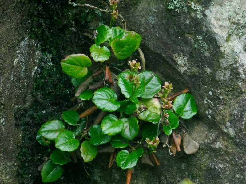 断崖のアカバナヒメイワカガミ