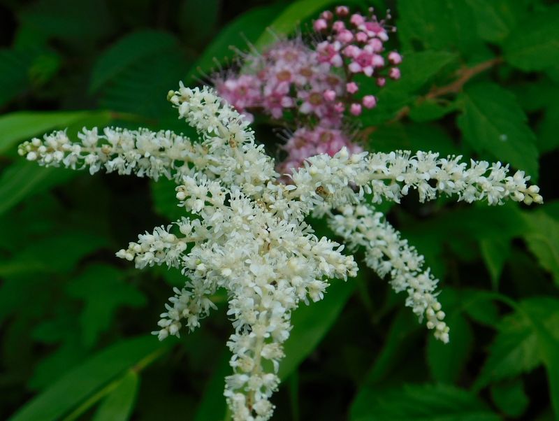 白いアカショウマと紅いシモツケ