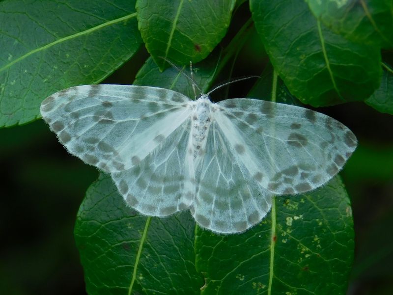 ホシベッコウカギバ