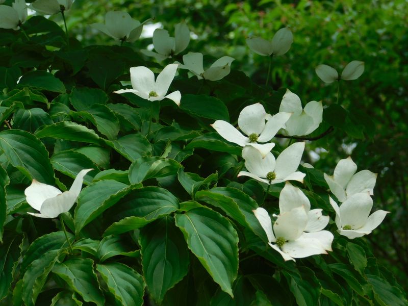 チューリップみたいに咲くヤマボウシ