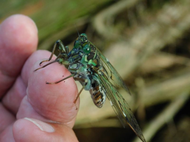 まだ飛べないエゾハルゼミ