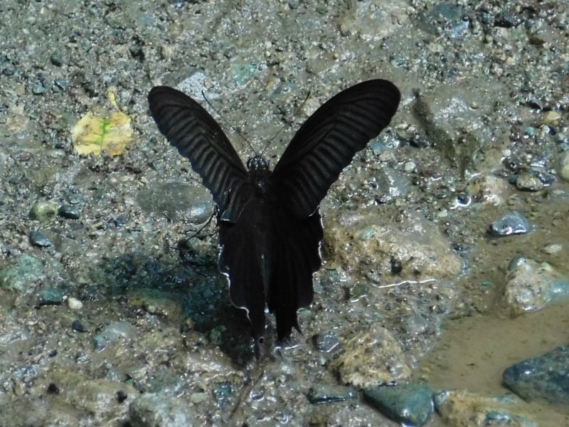 クロアゲハが吸水