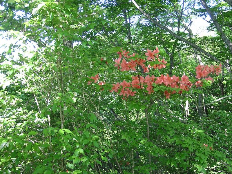 丹沢山 -- 大倉尾根のヤマツツジ
