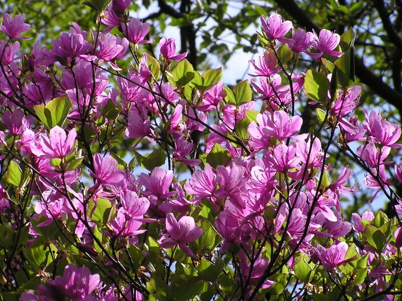 丹沢山 -- トウゴクミツバツツジ