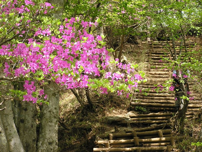 丹沢山 -- 金冷しのトウゴクミツバツツジ