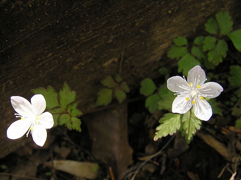 丹沢山 -- ツルシロカネソウ